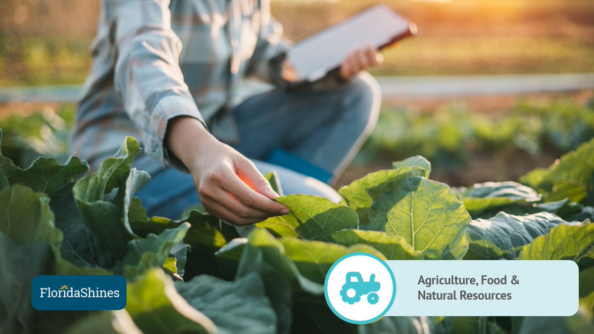 FLVirtualCampus's tweet photo. Interested in a career connected to the land?

From farming and food production to environmental conservation, Agriculture and Natural Resources offers a wide range of career paths.

"Agriculture and Natural Resources" is one of Florida's 17 career clusters. Check out https://t.co/FwbgtP1fKO to explore your options and to see if this career path is right for you!