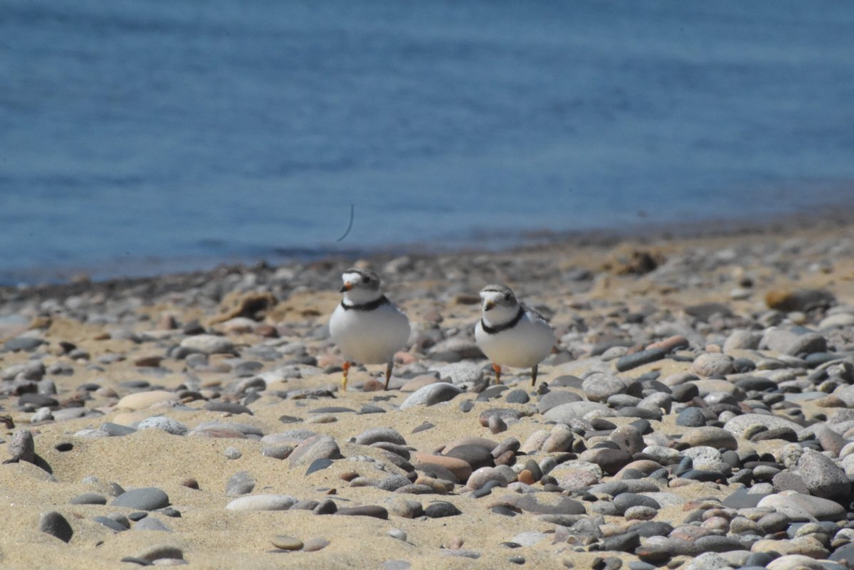 WPBO's tweet photo. Week 3 Piping Plover Update
"Last week, our pair finally established an official nest, with 2 eggs. This week two more eggs were laid, for a full clutch of four eggs." 
Full blog: https://t.co/dsbPkhEiHt
Photos by Morgan Ness:
📸1 - Mama V
📸2 - V and LO’s girls’ day on the beach https://t.co/T5ATtLCOYb