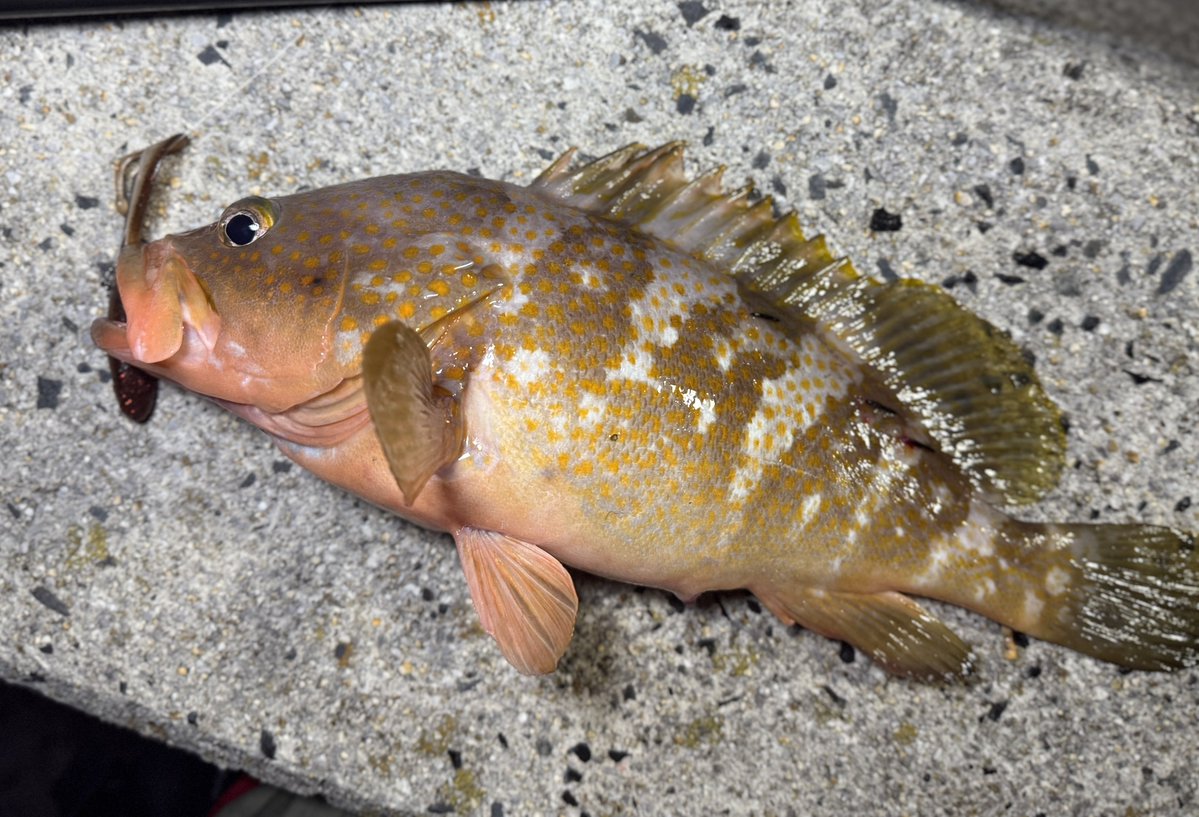 angler_zen_98 tweet picture