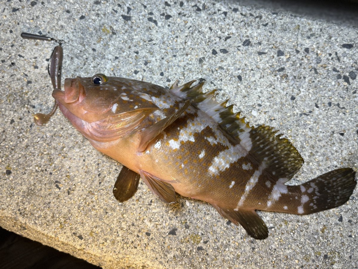 angler_zen_98 tweet picture