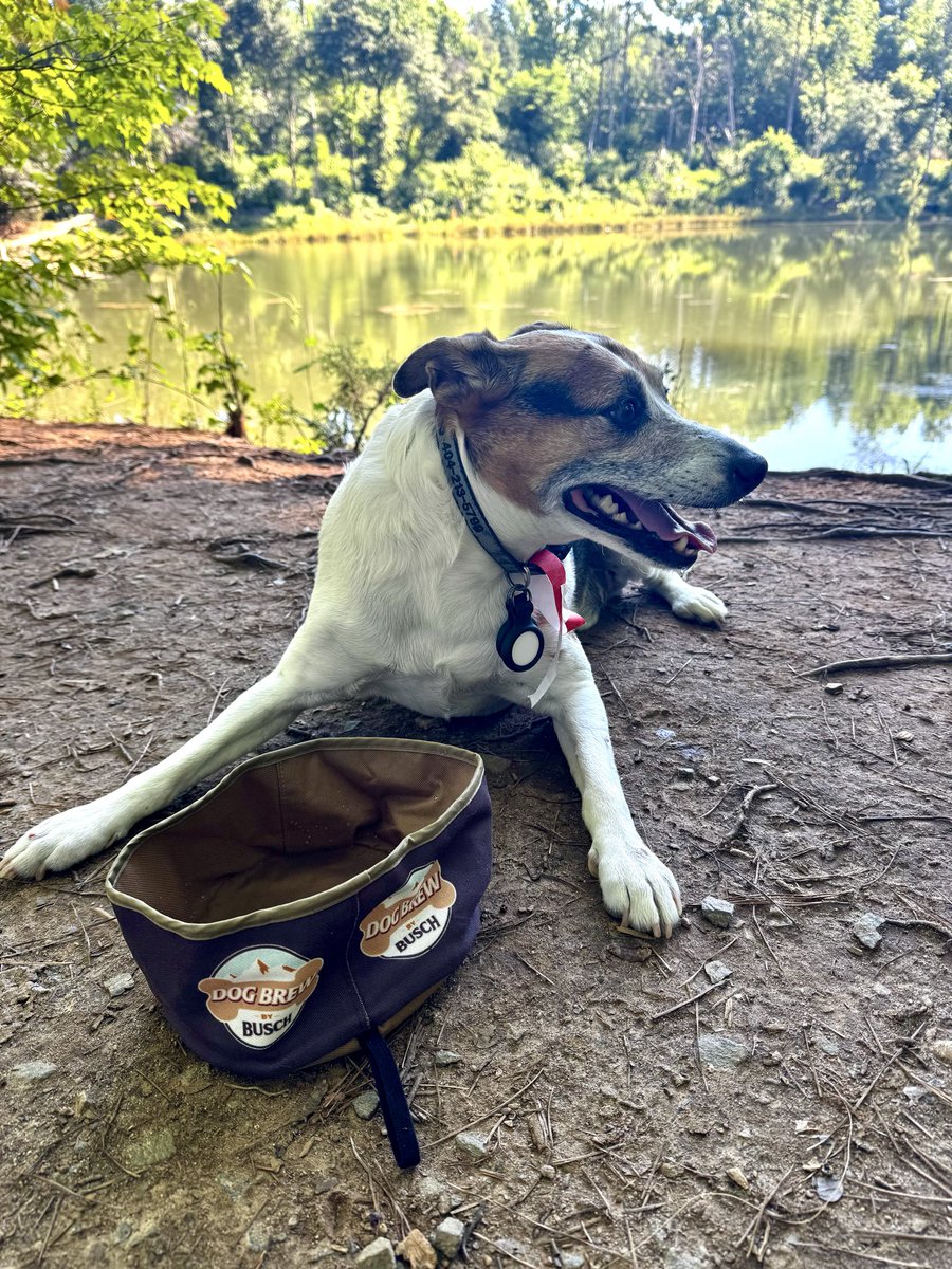 BishopStumpy's tweet photo. @BuschBeer thanks for the water bowl.  
Making my day go better. https://t.co/qH2kxJZMJA