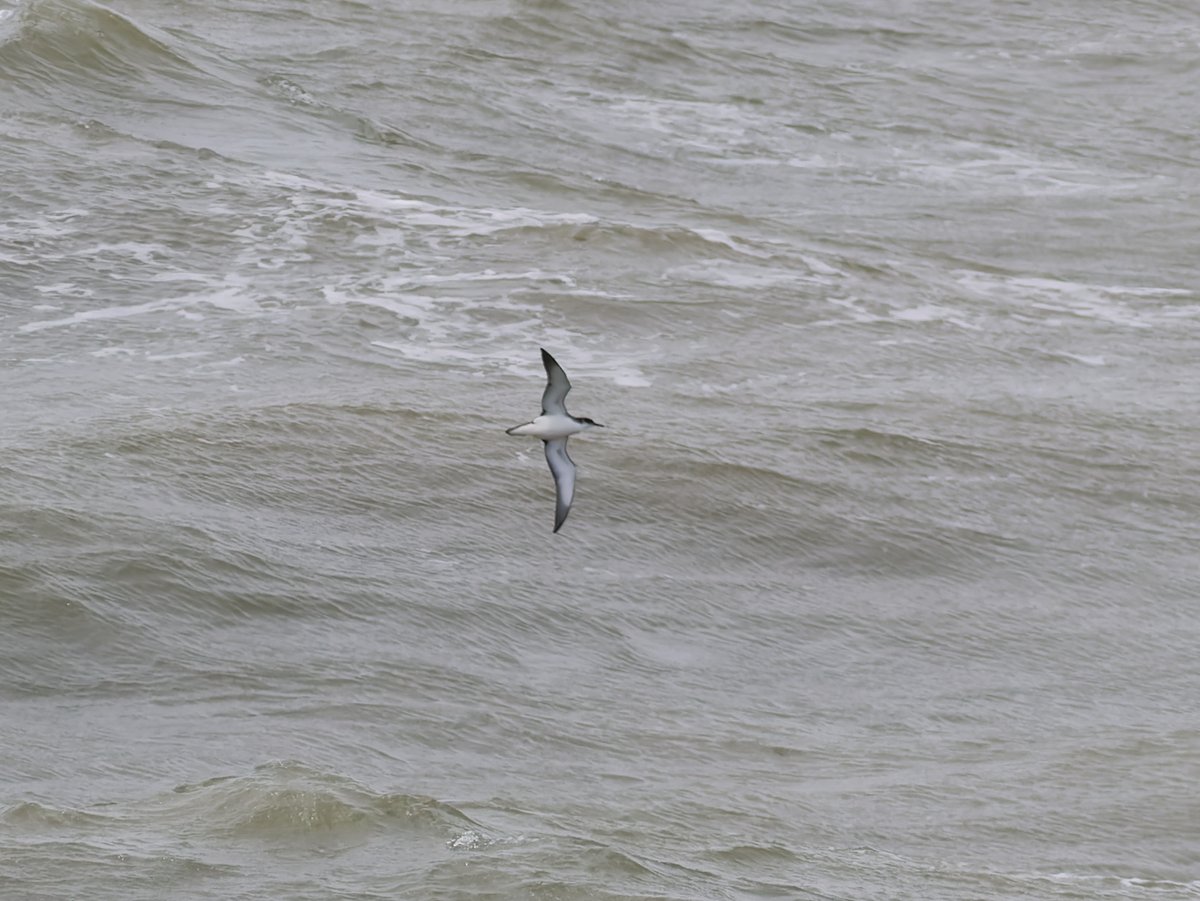 npaulroberts's tweet photo. A nice little seawatch from Porthcawl today, with no fewer than five Great Northern Divers, nine Storm Petrels (plus another six or so seen earlier), 100s Manx Shearwaters, two Razorbills, etc. https://t.co/fkngRvH9EF