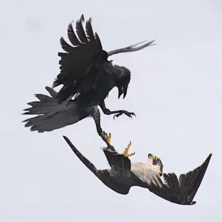 crowvael's tweet photo. CAWWWWWWWW https://t.co/YhYDt1wEo6