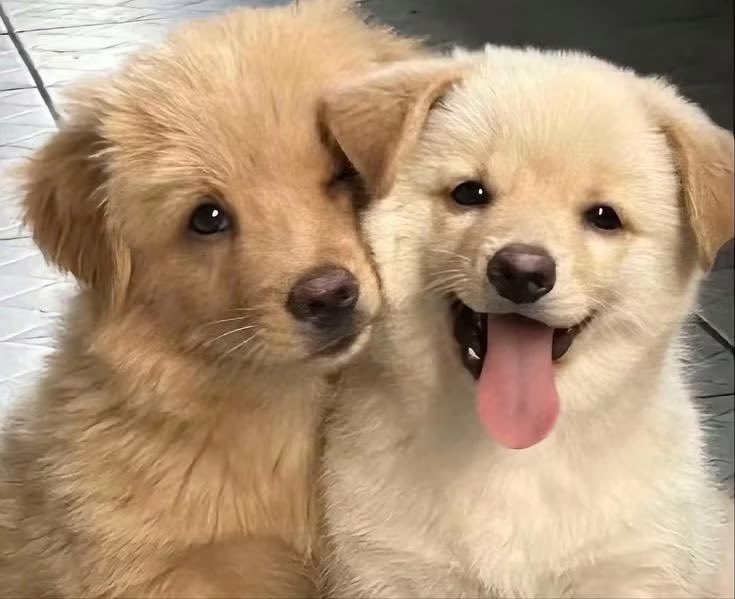 dizzyintime's tweet photo. เหมือนกันเป๊ะ โกลเด้นจุ่มแก้ม 🐶🐶 https://t.co/yrHQM11tgf