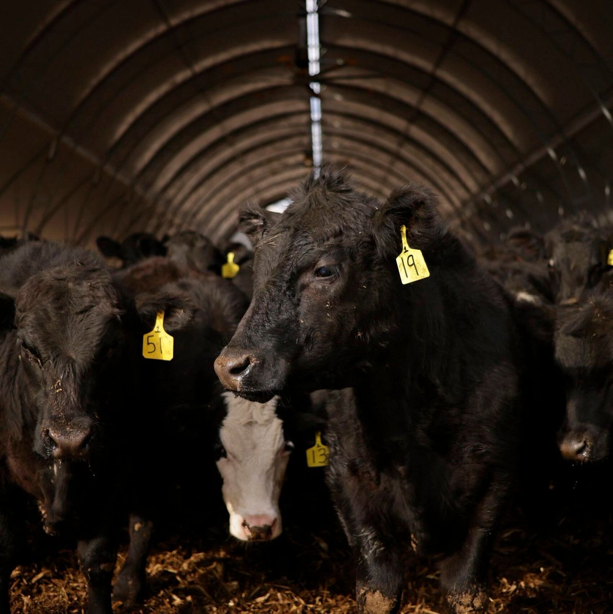 HQNewsNow's tweet photo. The New World Screwworm, a grave parasitic threat, has just been detected in US cattle for the first time since it was eradicated in 1966.

The parasite's revival comes after Trump and DOGE slashed funding for Screwworm monitoring programs. https://t.co/Srdgo7LATO