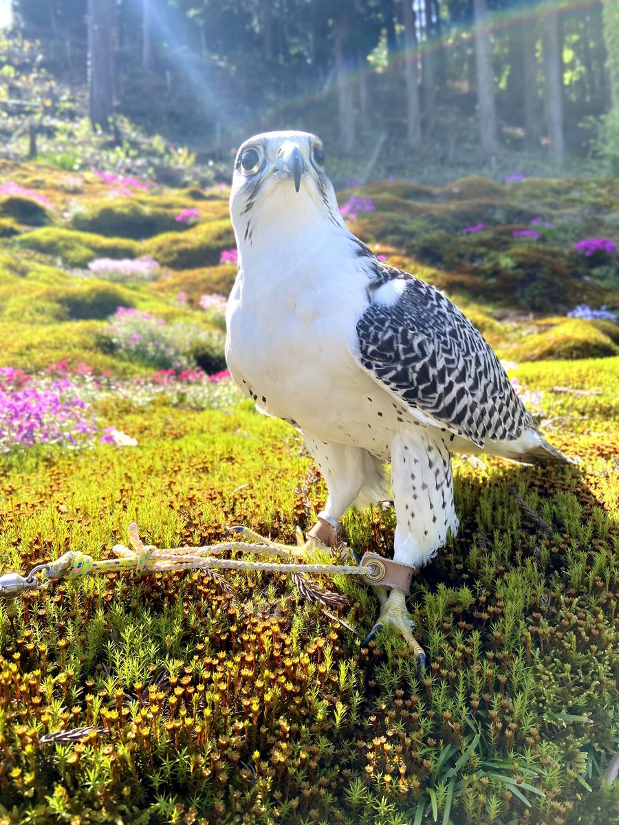 Gull_nest's tweet photo. 綺麗に虹が掛かかった裏庭の写真 https://t.co/VZO85IDoID