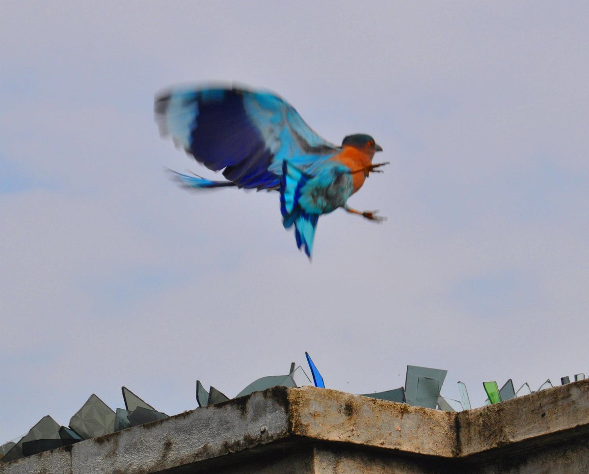 Front_Gun's tweet photo. @satpura_tr @minforestmp @mptfs It used to be called the Blue Jay. https://t.co/oVng9AHgW0
