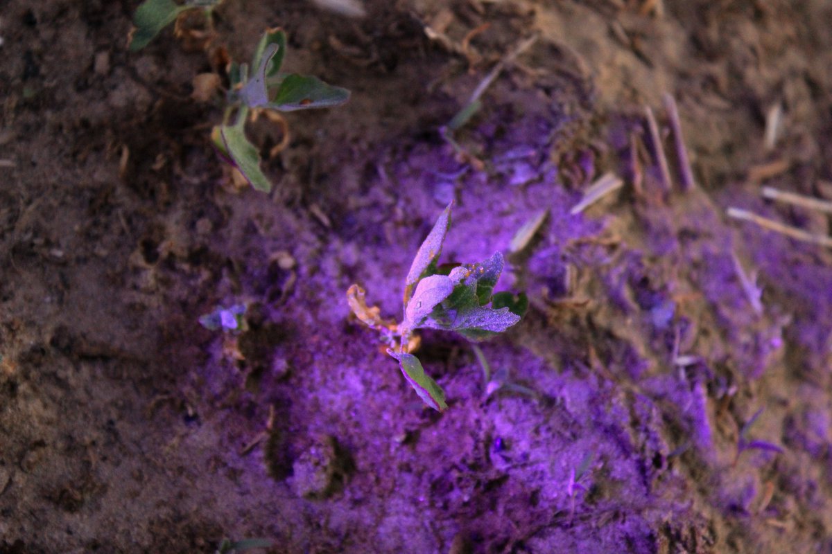 ag_haggerty's tweet photo. The other night we had the chance to test the Verdant SharpShooter at Sandy Shore Farms!  By filling the spray tank with bright dye, we were able to use UV lights to see exactly where spray was applied, giving us a better understanding of sprayer function and target accuracy. https://t.co/Q2bWYonaXN