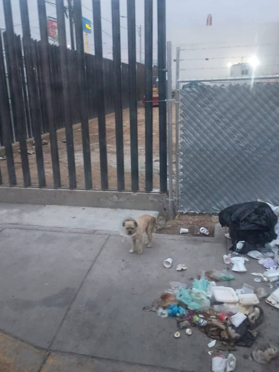 AsiSucedeLeon's tweet photo. Perrito perdido en avenida San José, cerca de #Altacia.  Lleva collar isabelino. Se solicita ayuda para localizar a sus dueños. 🐕🔍

📸Vía: Fundacion Animare Leon 

#LEÓN https://t.co/Ra7dFkvkWX