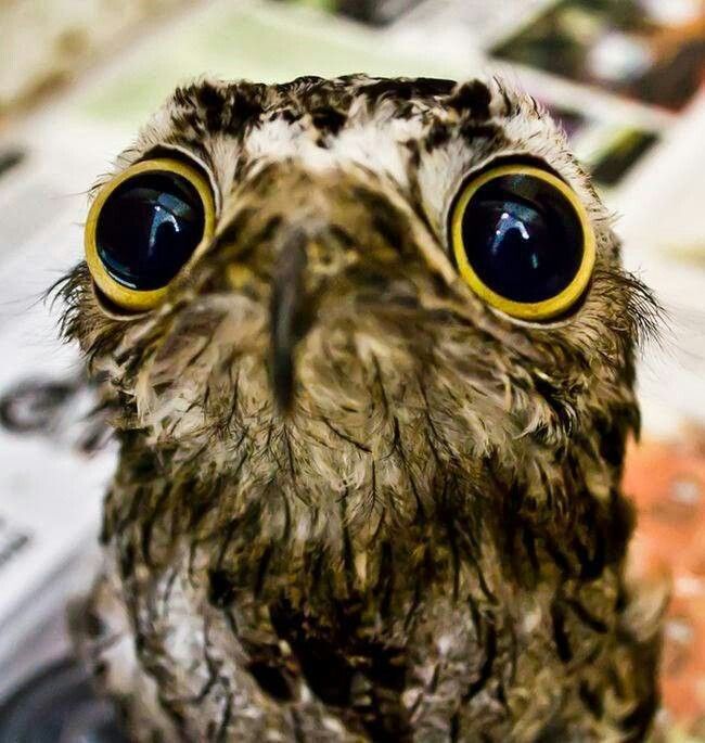 owltwting's tweet photo. do you have games on your phone?? https://t.co/BJCrDMzqfd