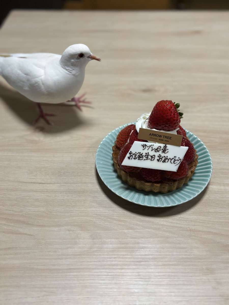 sable_mugi_0604's tweet photo. 6月4日　1歳になりました🕊️
お誕生日おめでとう🎂
そして、元気にすくすく育ってくれてありがとう😊
これからもよろしくね✨ https://t.co/FmCmgtJDNl