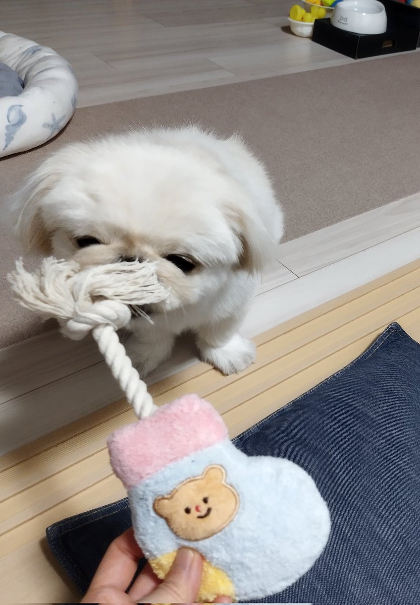 owan0214's tweet photo. おわんのオモチャもくれたよ〜

ﾊﾞｲﾄﾐｰじゃない方をﾊﾞｲﾄ https://t.co/2KO6Q0adOh