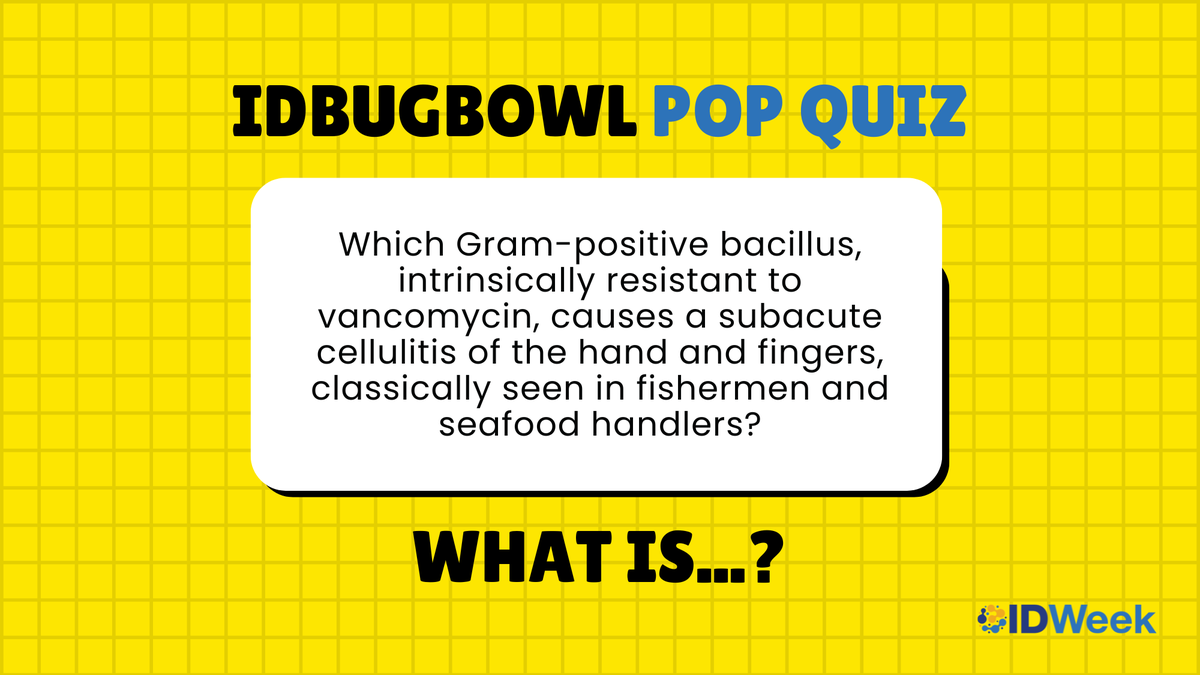 IDWeekmtg's tweet photo. It's time for another #IDBugBowl Pop Quiz Thursday! 🧠💡

Which Gram-positive bacillus, intrinsically resistant to vancomycin, causes a subacute cellulitis of the hand and fingers, classically seen in fishermen and seafood handlers?

Comment your guess! Answer reveal tomorrow. https://t.co/JXs3nFyIKT