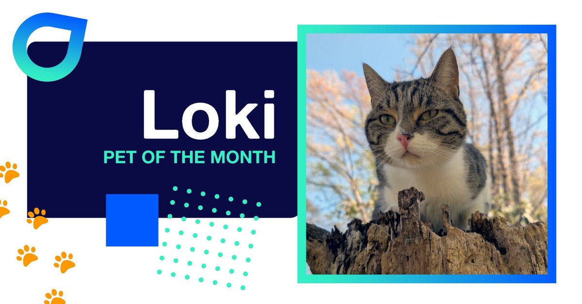 Ellumen's tweet photo. 🐾 Meet Loki! Some cats think they run the house. Loki seems convinced he runs the entire kingdom. Perched atop his throne (or tree stump, depending on who you ask), Loki spends his days surveying his domain, accepting admiration, and maintaining an air of superiority. https://t.co/nFCd45IbP5