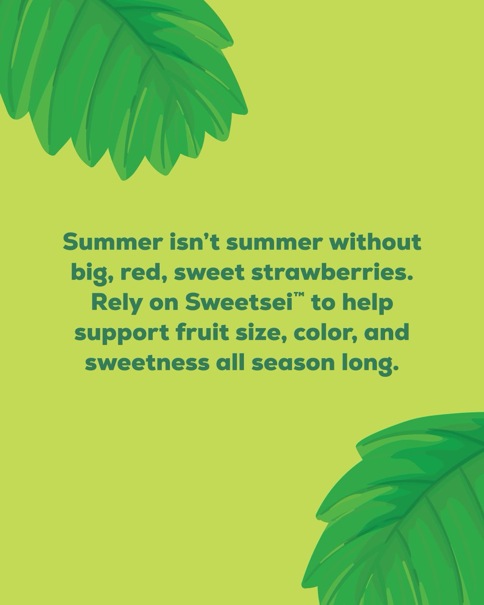 SumitomoBiostim's tweet photo. Summer isn’t summer without big, red, sweet strawberries.

Rely on Sweetsei™ to help support fruit size, color, and sweetness all season long.

Read more about Sweetsei: https://t.co/WU7M0PYk4J

#agriculture #agribusiness #biostimulants #strawberries #strawberry #biologicals https://t.co/sXAHuEwcxq