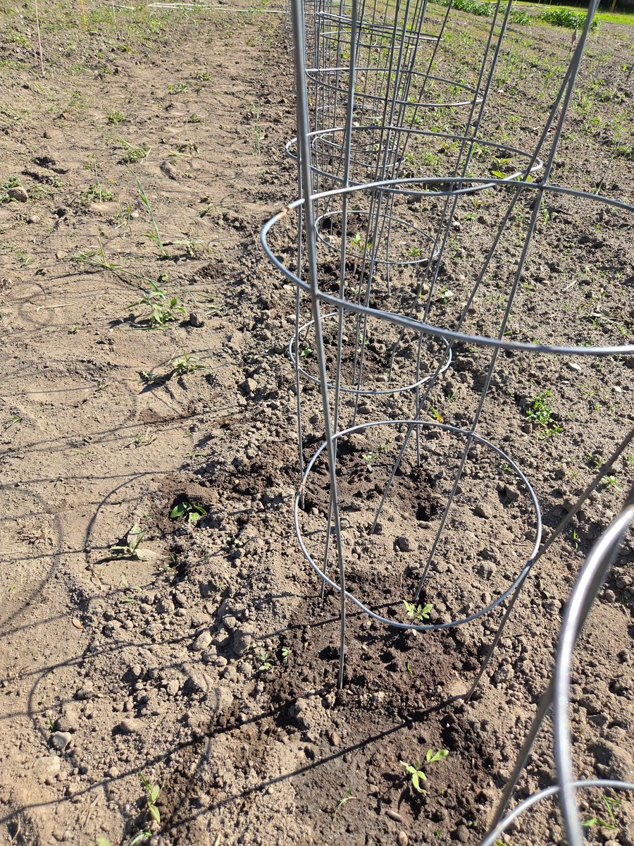 viewsfromafarm's tweet photo. I do not believe in free range tomato plants so all of mine are in cages. Keeping plants standing tall helps the tomatoes stay off the ground. Assuming there will be any tomatoes which is not a certainty given the cool weather we have had this year. Fertilizer helps too. https://t.co/qxt4TuOBrF