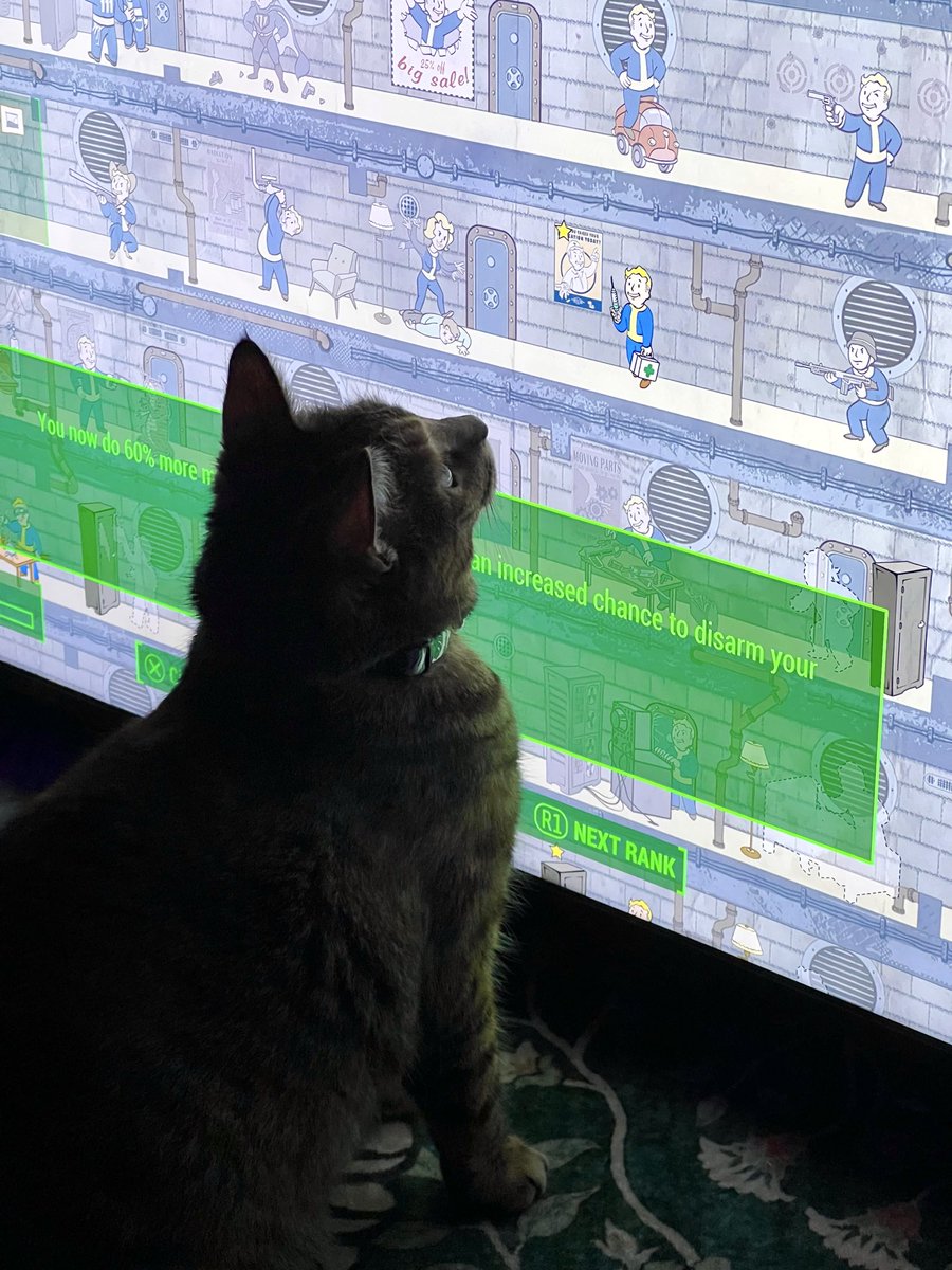 m0sscrypt's tweet photo. rikki (post catnip) entranced by the tiny tv people https://t.co/XB9FjyjGp1