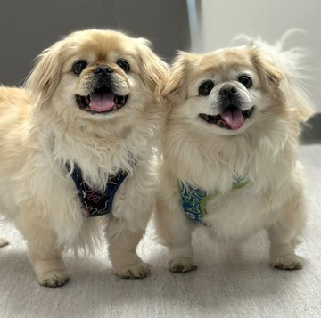 janelainewylie's tweet photo. Adopt via https://t.co/bxbT2Vubyk https://t.co/whzBqYCyP8 #Toronto #JunctionTO #NorthYork #Willowdale #AuroraON #Keswick #orangeville #Markham #eastyork #danforth #caledon #DurhamRegion #RichmondHill #vaughan #oakville #brampton #mississauga #Sudbury #newmarket #muskoka #Ontario https://t.co/ey1bY2yAQy