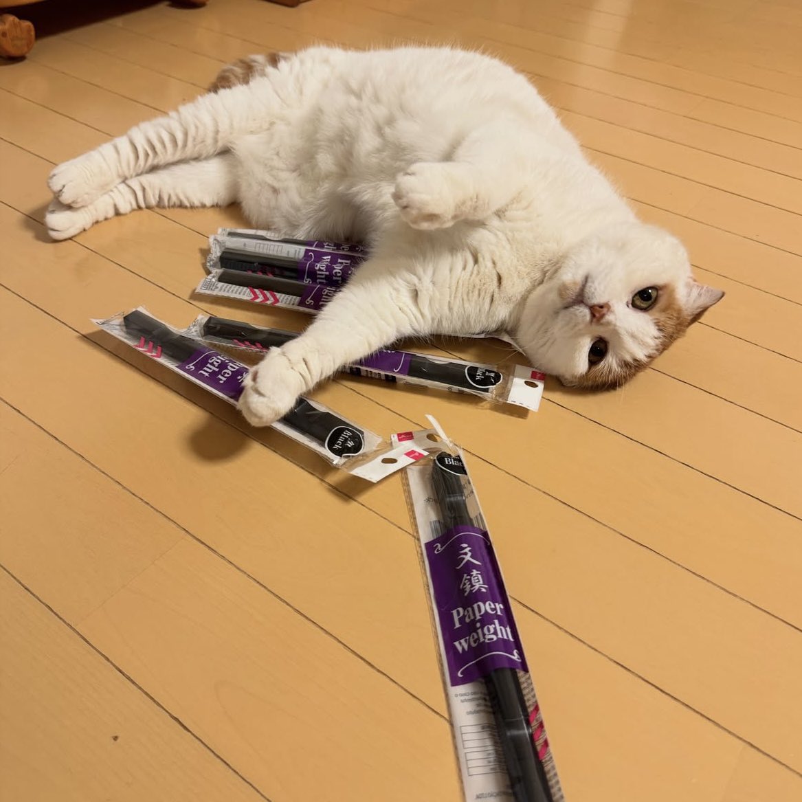 akeminnie's tweet photo. 老猫のおトイレ事情に合わせて段差の低い平らなトレーなどスポット拡大中の我が家ですが、人気なのはシンプルに広げたペットシート。砂かきでぐしゃぐしゃにならないよう試行錯誤してたところ、ダイソーの文鎮の素晴らしさに気づいて大人買い。洗えるし安いし最高です。
#猫のいる暮らし https://t.co/zX1ex2BtEq