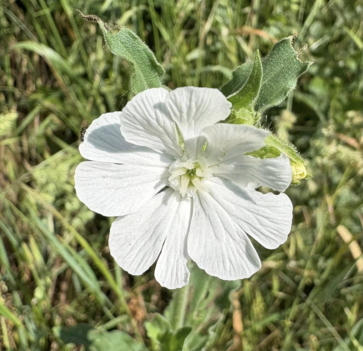 Orcinus68's tweet photo. #Flora from last weeks #Walks #WhiteBryony #SmoothSowThistle #WhiteCampion #WeltedThistle 😊 https://t.co/4103U0Nmzi