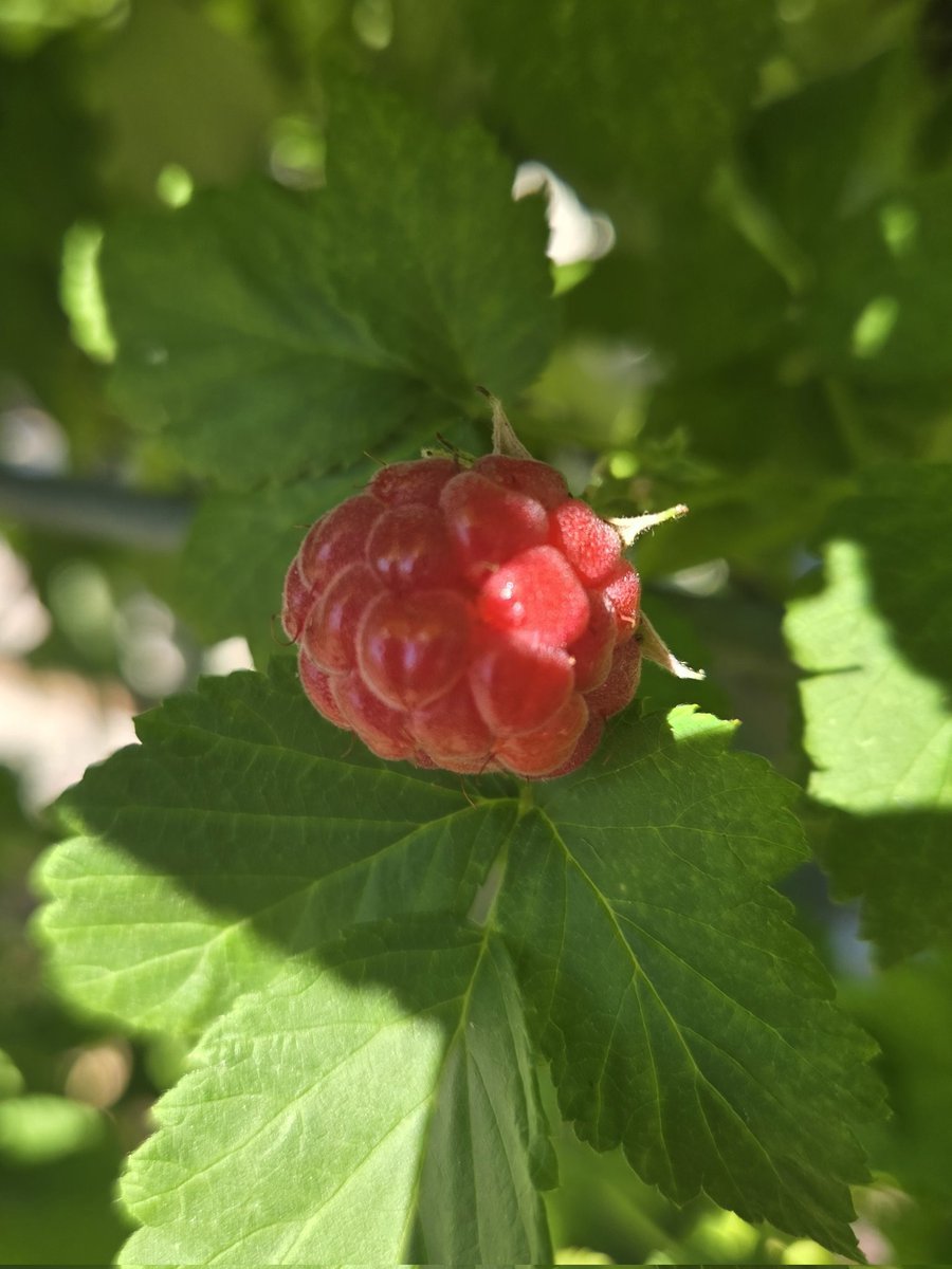 FogleD4's tweet photo. @marieparr Ripening raspberry https://t.co/Frwc3SDuKh