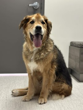 janelainewylie's tweet photo. Adopt via https://t.co/bxbT2Vubyk https://t.co/whzBqYCyP8 #Toronto #JunctionTO #NorthYork #Willowdale #AuroraON #Keswick #orangeville #Markham #eastyork #danforth #caledon #DurhamRegion #RichmondHill #vaughan #oakville #brampton #mississauga #Sudbury #newmarket #muskoka #Ontario https://t.co/ey1bY2yAQy
