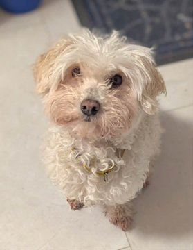 janelainewylie's tweet photo. Adopt via https://t.co/bxbT2Vubyk https://t.co/whzBqYCyP8 #Toronto #JunctionTO #NorthYork #Willowdale #AuroraON #Keswick #orangeville #Markham #eastyork #danforth #caledon #DurhamRegion #RichmondHill #vaughan #oakville #brampton #mississauga #Sudbury #newmarket #muskoka #Ontario https://t.co/ey1bY2yAQy