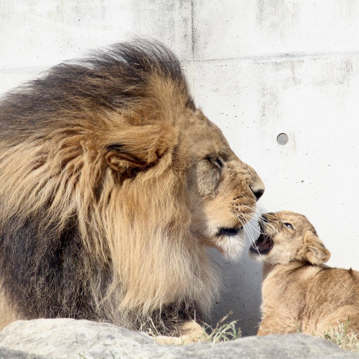 NtoT20220922's tweet photo. ぱぱが吠えれば
子も吠える🦁♡

「あたしもやるー！」って
真似してるみたいで
かわいすぎました🐾

ぱぱが教えてるのか、
ただ真似してるだけなのか♡

本当のところは
わからないけれど、

親子のやりとりが
たまらなく
愛おしい瞬間でした♡

#のんほいパーク
#ライオン
#アース #ベガ #デン #アル https://t.co/aPYm7mpzsr