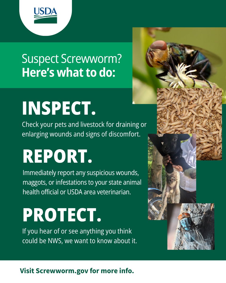 USDA's tweet photo. 🚨 With the recent detection of New World screwworm in a 3-week-old bovine in Zavala County, TX, USDA urges residents to contact your veterinarian right away if you see any suspicious wounds, maggots, or infestations in your animals or herd.

If you see signs of maggot infestations in live or very recently dead wild animals, especially in areas near the U.S./Mexico border, please call 866-4USDA-WS (866-487-3297) to report it to your local USDA Wildlife Services office.

For more information, visit https://t.co/LLaPC1kGs3.