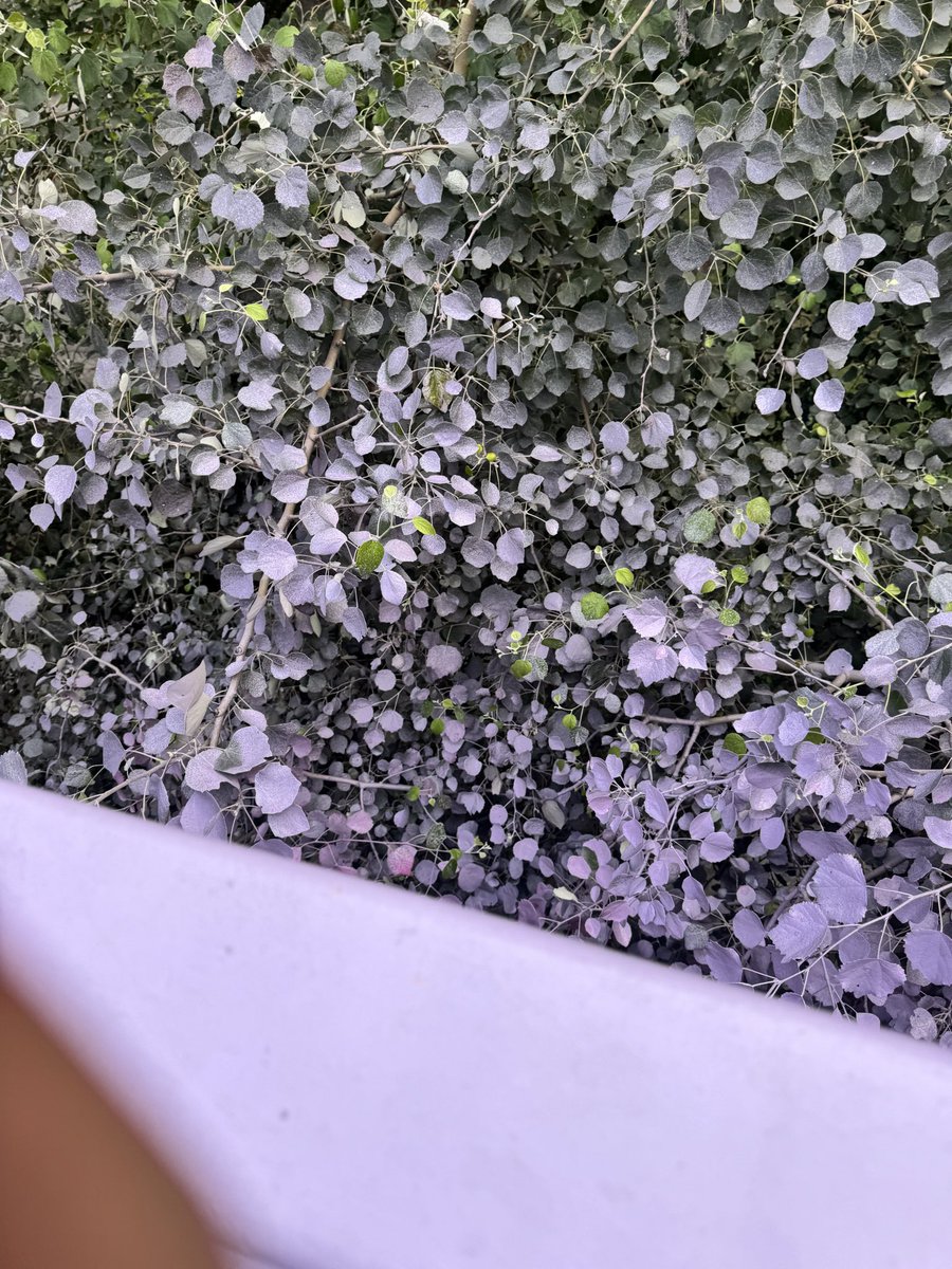 serialpk's tweet photo. @SOBSECDMX Le pueden regresar el color verde q las hojas #ajolotización a la #CDMX se la comieron los ajolotes https://t.co/K22rLdSLvV