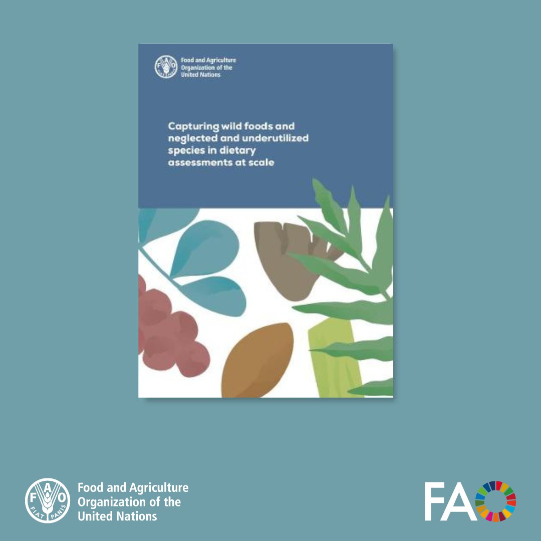 FAOKnowledge's tweet photo. Wild foods and neglected and underutilized species can support better nutrition, biodiversity and climate resilience — but they are often missing from the data.

This new @FAO guidance helps improve how they are captured in dietary assessments 👉 https://t.co/0C8ZG42aUP https://t.co/P09gxr1JoW