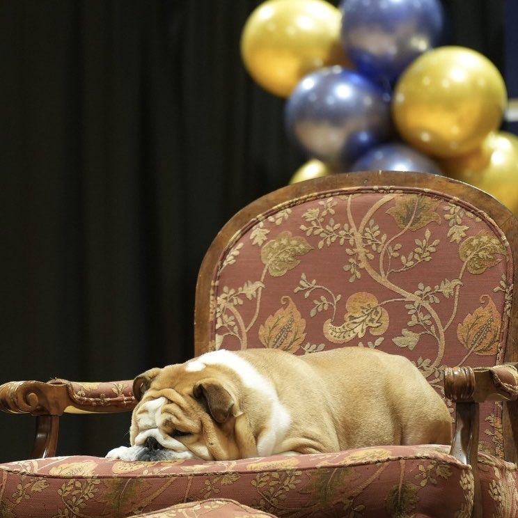 BabydogJustice's tweet photo. Vote-a-rama or Nap-a-rama? https://t.co/4y8qadjyJe