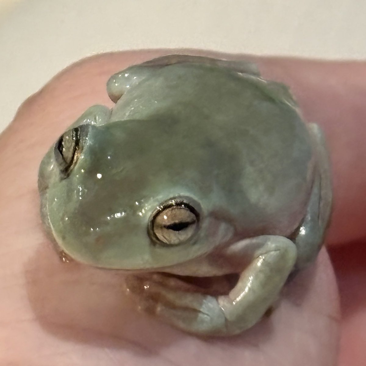 ikutorako's tweet photo. 四個月養成蛙斯桶🐸… https://t.co/kxDcZevgZs