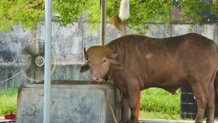 Shellilala12's tweet photo. Man in Bangledash looses job after naming  rare albino bull Donald Trump. I dont think our president would be insulted by this , actually 🤣 https://t.co/ljzlpludZo