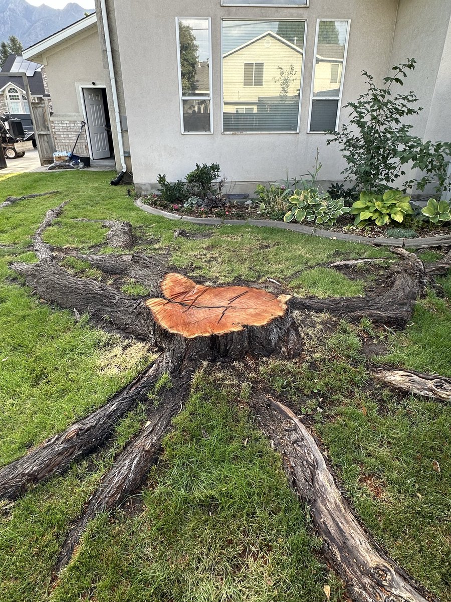 Tyler Mumford - The Stump Guy tweet media