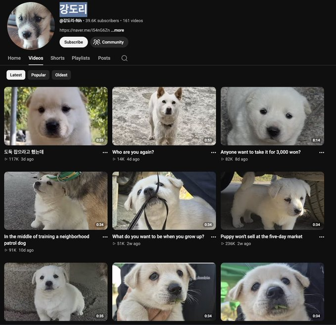 ffooo000's tweet photo. +1M VIEWS! THE INTERNET HAS CHOSEN THEIR NEW PUP.  

This dog named 강도리 is going INSANELY VIRAL for his memeable face and literally being posted EVERYWHERE!  

His youtube videos are consistently getting millions of views, becoming an INTERANTIONAL meme!  https://t.co/9D56ZeVDaA