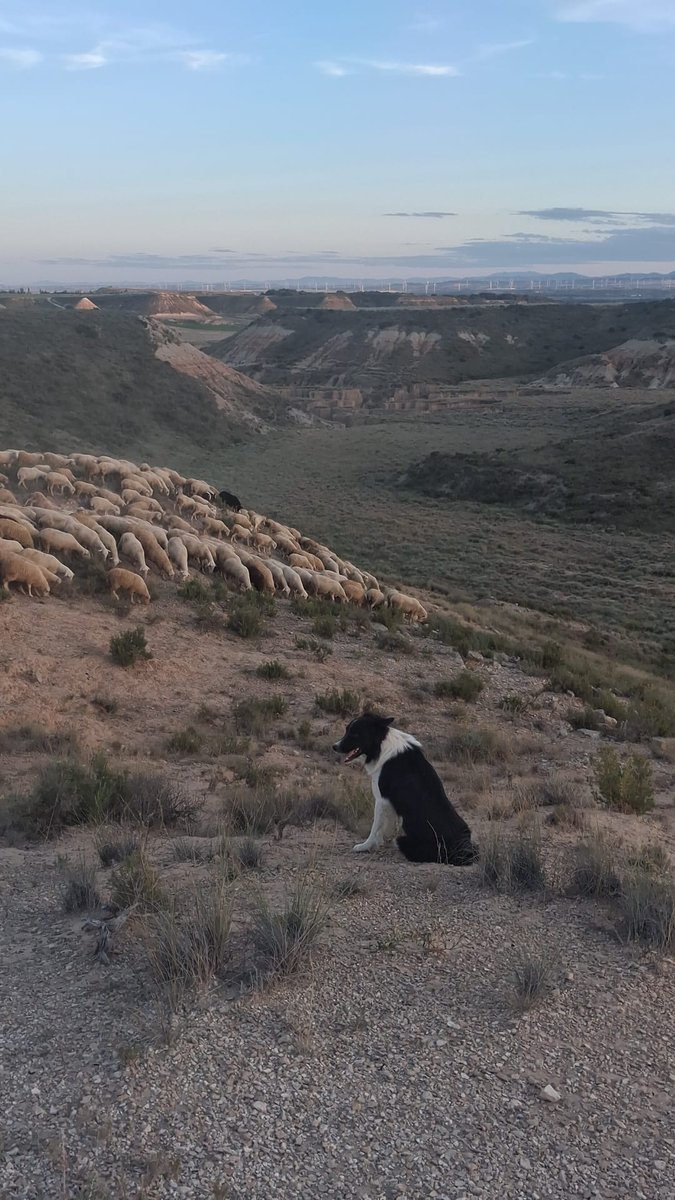 ChusDelolmo's tweet photo. @JoseVillalbah Ya que no nos enseñas de variedades animales de nuestros campos, nos enseñas la botánica florida que los adornan en estas fechas! 😉 https://t.co/CXsYccjfKO