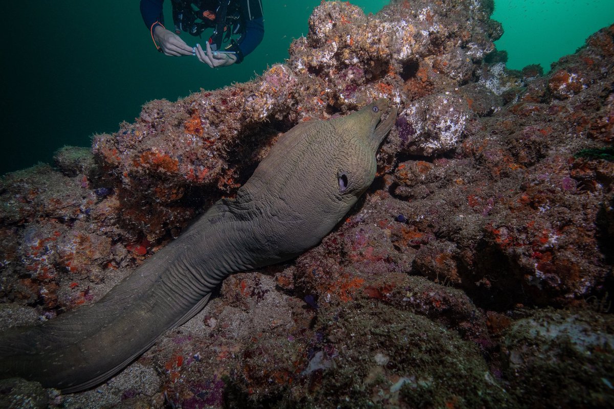 BanderasScuba's tweet photo. Spanish first English next.

El verano ya está aquí. La humedad nos rodea completamente y la mejor forma de combatirla es sumergirte en ella y convertir ese agua salada en parte de tu piel, no es necesario decir que es lo que más nos gusta hacer, solo, verlo y disfrutarlo.
… https://t.co/W4VByzRJ9U