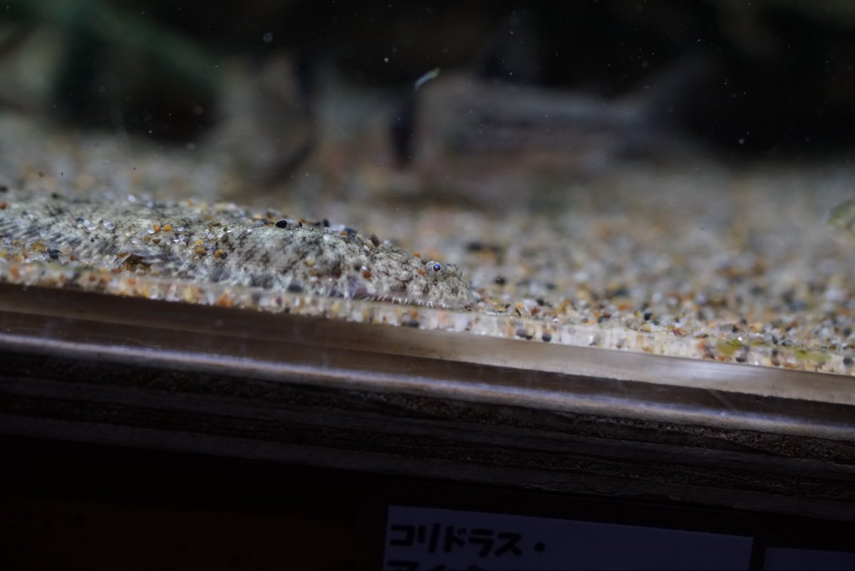 Shinpei77's tweet photo. 地を這う者たち。
パプア淡水���レイにレッドテールタイガーシュリンプ。
かわいい！ https://t.co/dOtK0yzzLX