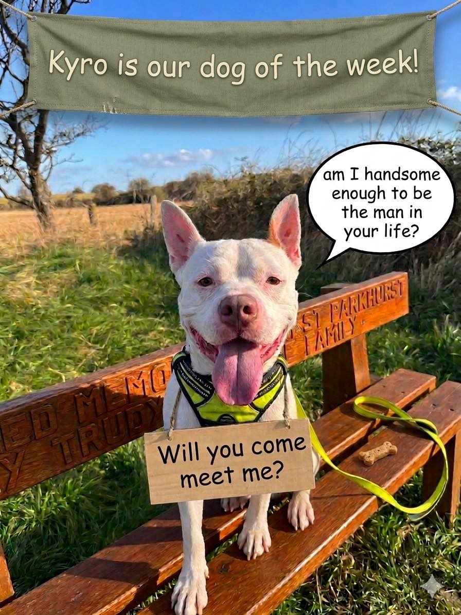 rescuedoggypaws's tweet photo. Kyro is the Rescue's DOG OF THE WEEK
Kyro has been with them long enough now and he is still waiting for a home to call his own. Kyro loves to be out and about on adventures and being in the company of his favourite humans
dogonastring@hotmail.co.uk
#Lancashire #Preesall #Preston https://t.co/8Y549ejysh
