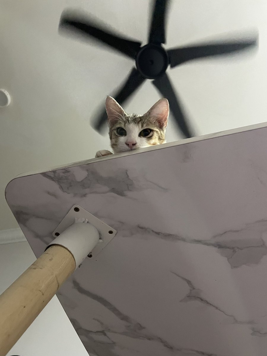 AxelAxotis's tweet photo. peekabo! https://t.co/rOVl3IZzRJ