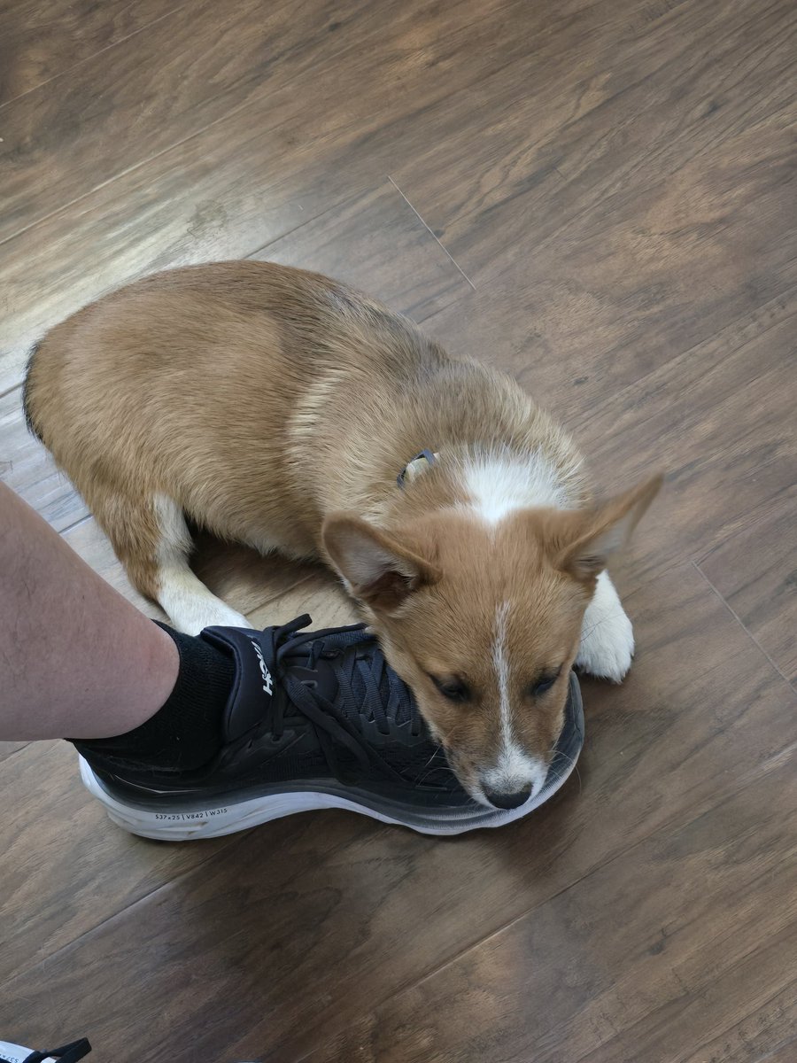 MagicFlyNPotato's tweet photo. Happy International Corgi Day!   
#corgi #corgilove #internationalcorgiday https://t.co/P3YxZCVkRi