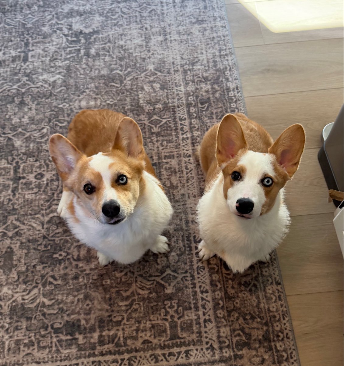 WalterTheGolden's tweet photo. Today is International Corgi Day so here is a Roscoe and Fred appreciation post - they live with my human brother. 
#Internationalcorgiday 
#fredsears https://t.co/k0TOwgOpOP
