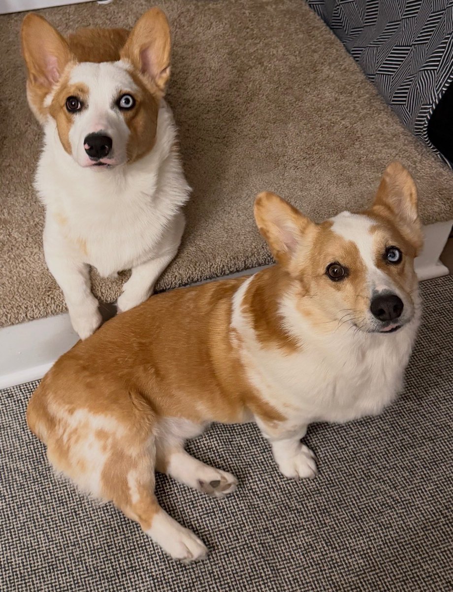 WalterTheGolden's tweet photo. Today is International Corgi Day so here is a Roscoe and Fred appreciation post - they live with my human brother. 
#Internationalcorgiday 
#fredsears https://t.co/k0TOwgOpOP