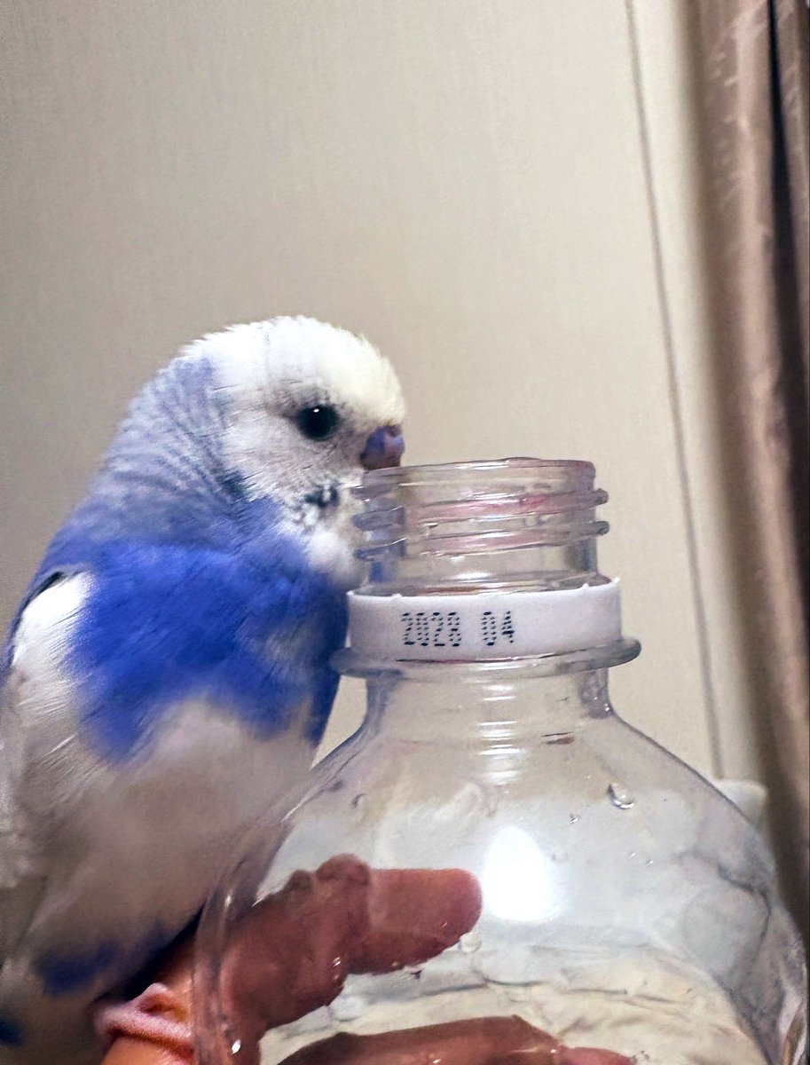 aaa22zzuu's tweet photo. ペットボトル大好きマン。 https://t.co/XCRqfdAmOy