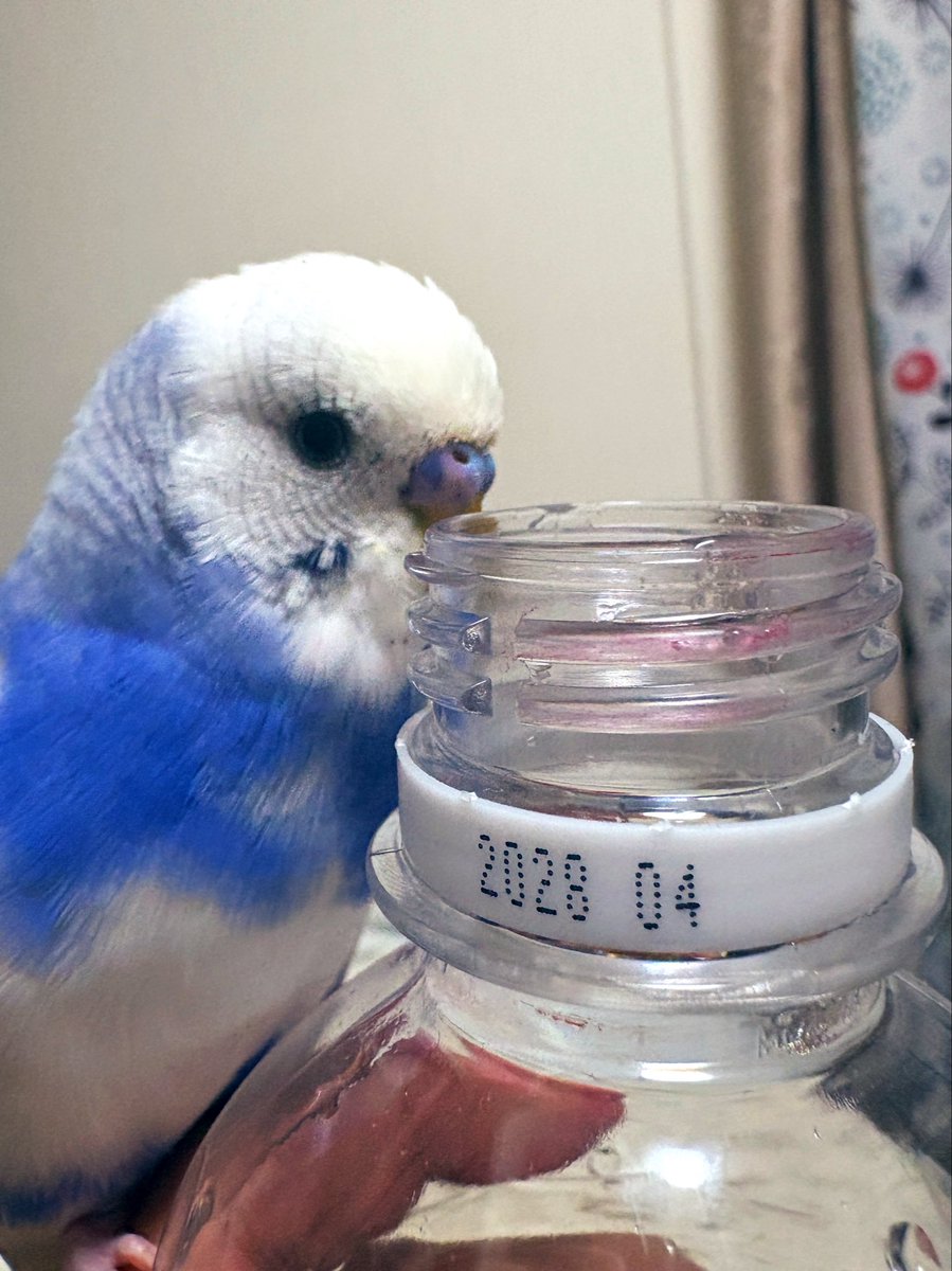 aaa22zzuu's tweet photo. ペットボトル大好きマン。 https://t.co/XCRqfdAmOy