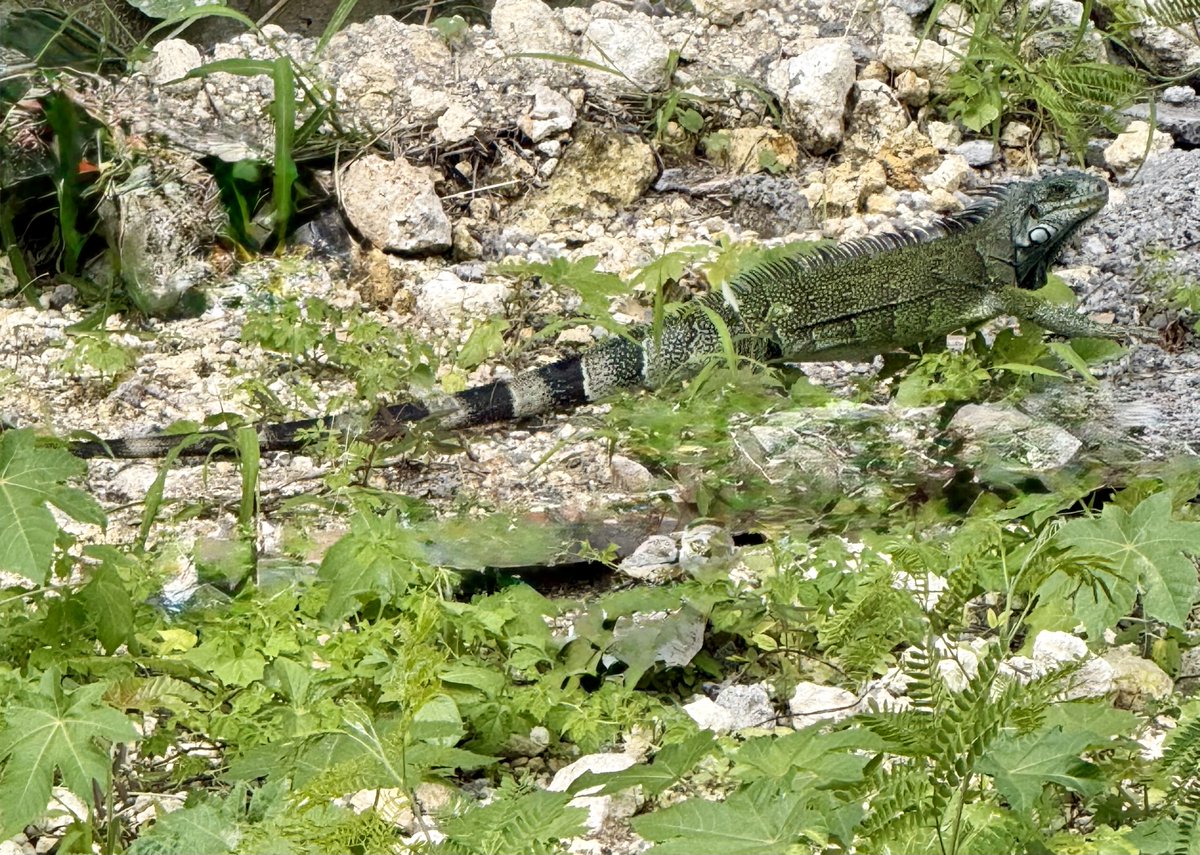 bdm's tweet photo. Il est balèze celui-ci 💪 https://t.co/qYW4AaiN4w