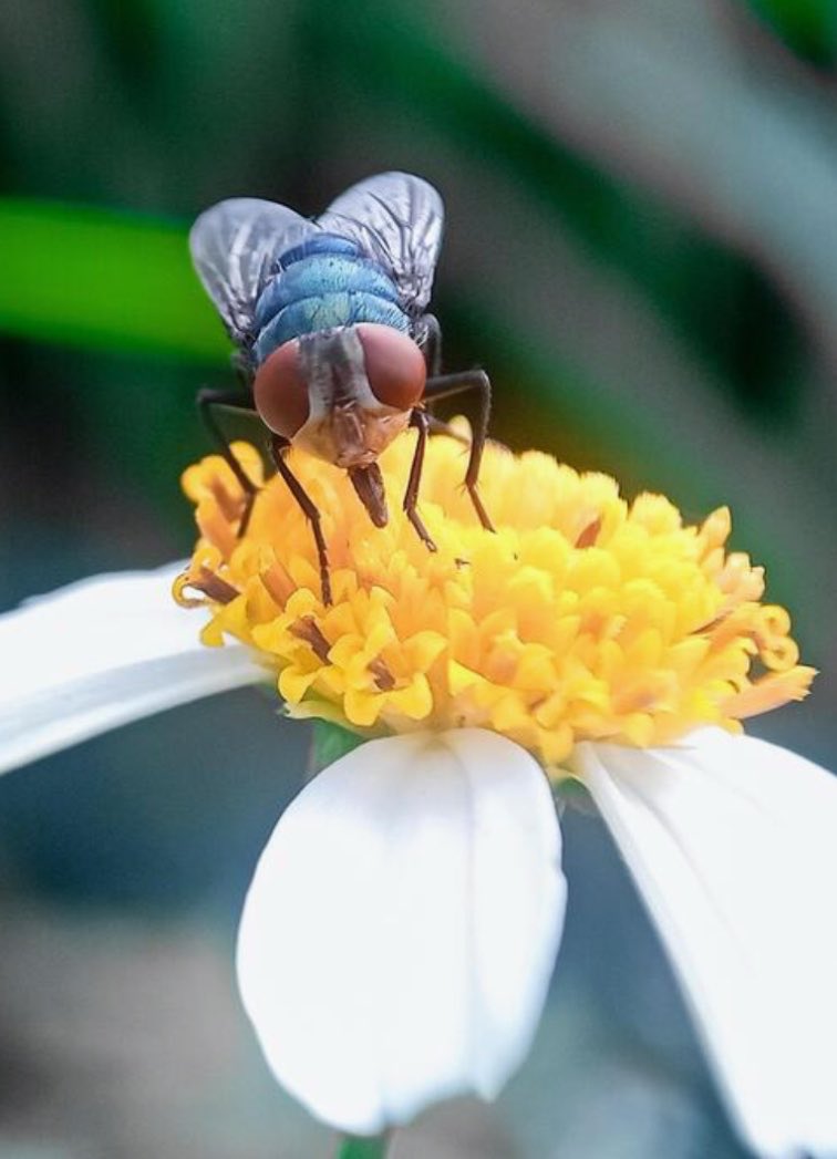 Unpop_Science's tweet photo. As an ecologist, I think this is cool.

We’ve lost so many native insects, yet this one has returned against all odds. Look at them pollinate!

Human infections are extremely rare. South America is fine. It’s the meat industry that wants them extinct. Don’t buy into the hysteria. https://t.co/6D9X6naqJj