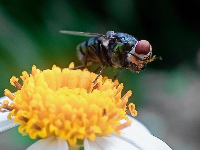 Unpop_Science's tweet photo. As an ecologist, I think this is cool.

We’ve lost so many native insects, yet this one has returned against all odds. Look at them pollinate!

Human infections are extremely rare. South America is fine. It’s the meat industry that wants them extinct. Don’t buy into the hysteria. https://t.co/6D9X6naqJj