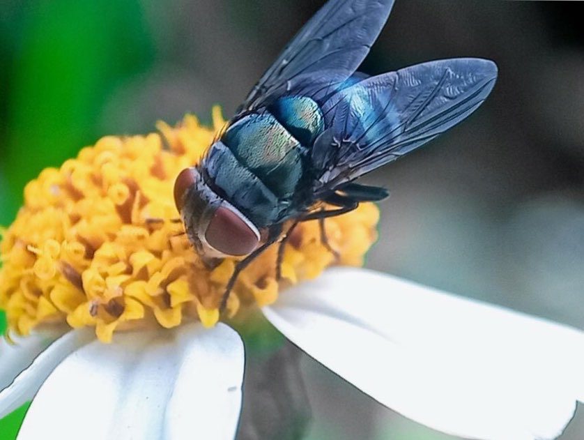 Unpop_Science's tweet photo. As an ecologist, I think this is cool.

We’ve lost so many native insects, yet this one has returned against all odds. Look at them pollinate!

Human infections are extremely rare. South America is fine. It’s the meat industry that wants them extinct. Don’t buy into the hysteria. https://t.co/6D9X6naqJj